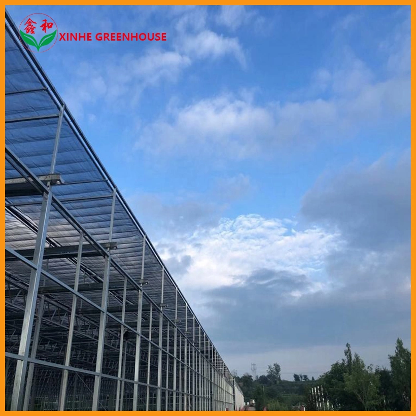 Professional Design Intelligent Automatic Cultivation Glass Greenhouse