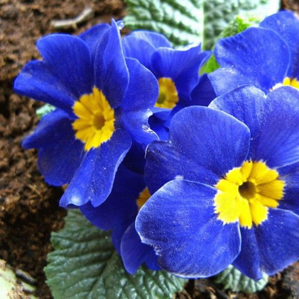 Touchhealthy Supply Hybrid F1 Flower Primula Seeds