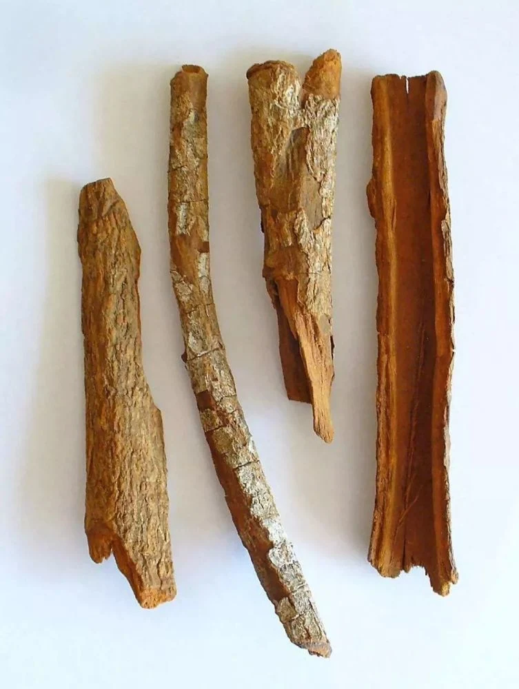 Jin Ji Na Shu Pi Herb Quinine Bark for Malaria Cinchona Bark