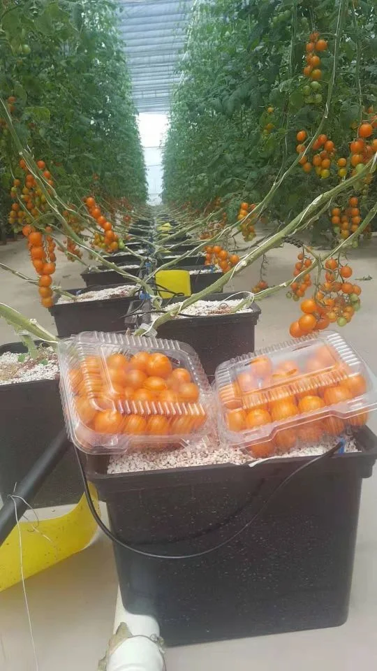 Hidropónicos Vertical comercial maceta para pepino Pimiento tomate