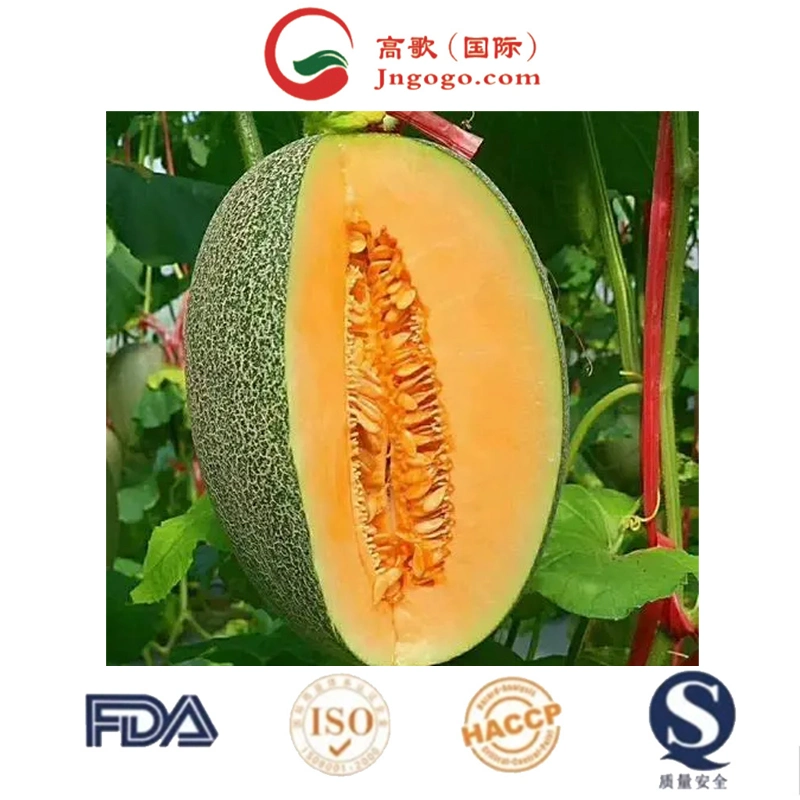 Le melon cantaloupe organiques fraîches 2022