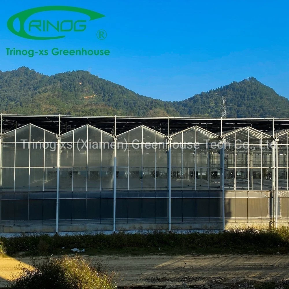 Low Price Innere Schattiersystem Kühlung Multi-Span Galvanisiertes Stahlrohr Struktur Glasgewächshaus für Landwirtschaft