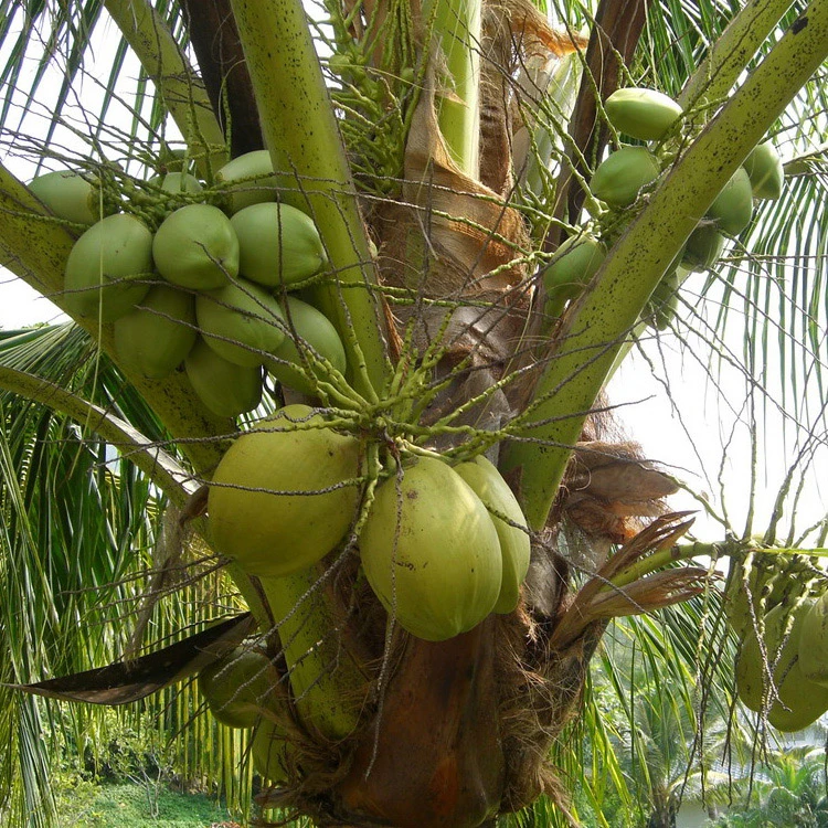 La pureza del agua de coco en polvo procedente de China