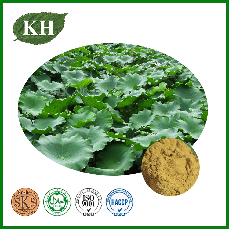 Natural Lotus Leaf Extract Nucifrine