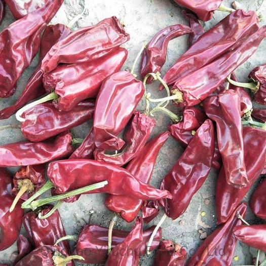 Pimiento rojo chino que puede reforzar la circulación sanguínea