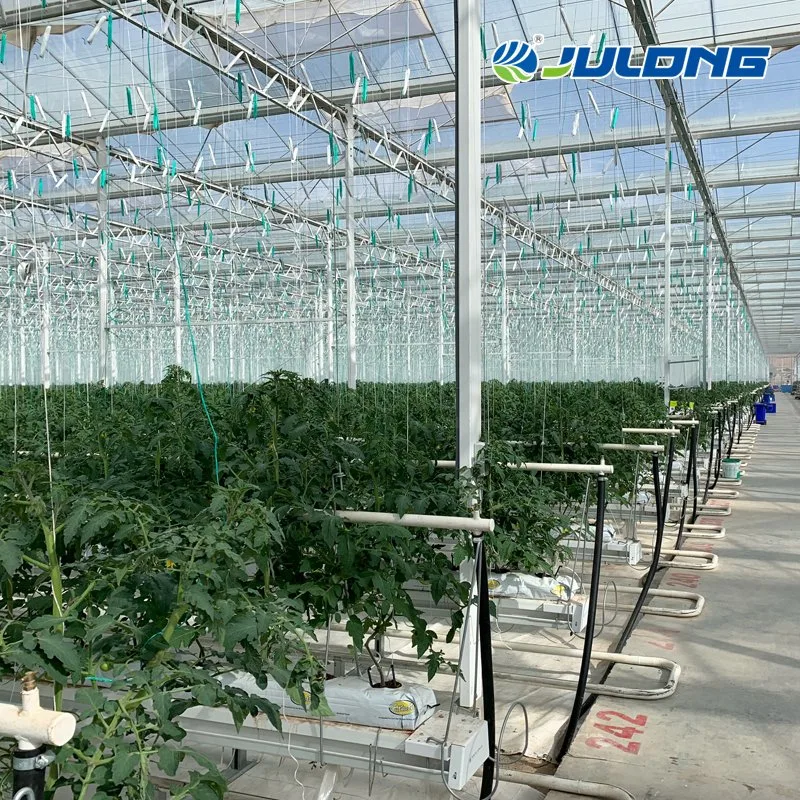 Customized Eco-Friendly Multispan Galvanized Steel Frame Polycarbonate Greenhouse