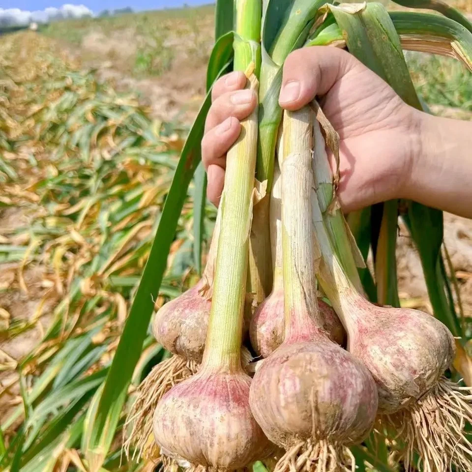 Ail chinois normal ail blanc ail en filet Haut de sac Catégorie Vente en gros Prix bas ail frais rouge