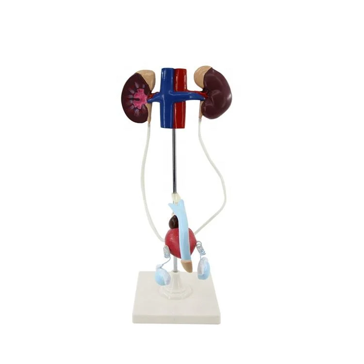 Classroom Display Laboratory Female Urinary System Teaching Model of PVC