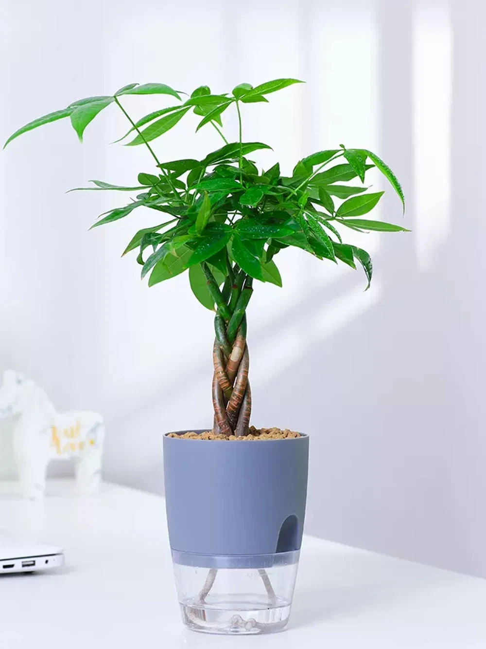 35cm Five-Braided Pachira Aquatica Money Tree Plant Indoor Real Live Plants Wholesale