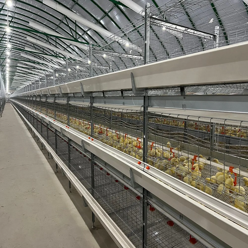 Automatic H/a Type Cage Poultry Farm Equipment with Feeding Line/Tower/Nipple/Pan/Egg Picker/Brood System