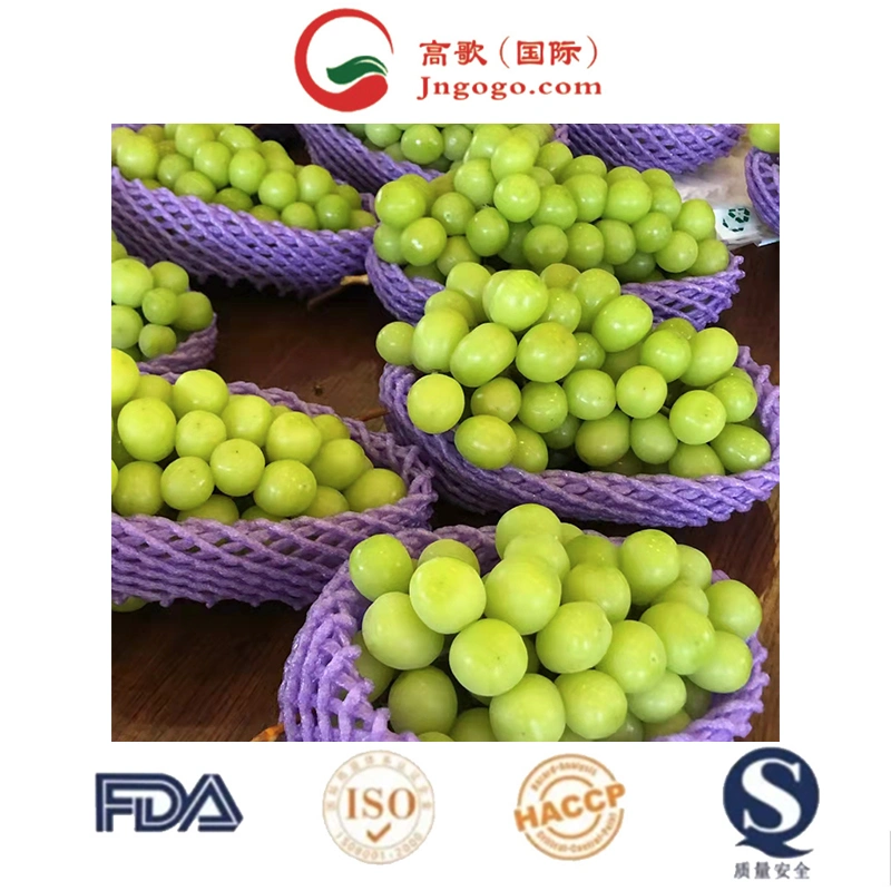 Top Quality Seedless Shine Muscat Grapes