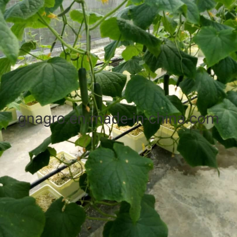 Dutch Bucket Hydroponics Equipment for Cucumbers/Tomatoes/Pappers/Eggplant