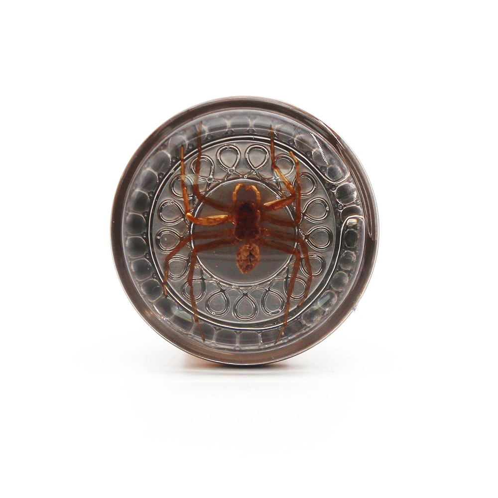 Real Insect Resin Specimens for Door Closet Pulls Accessories Gift Souvenirs