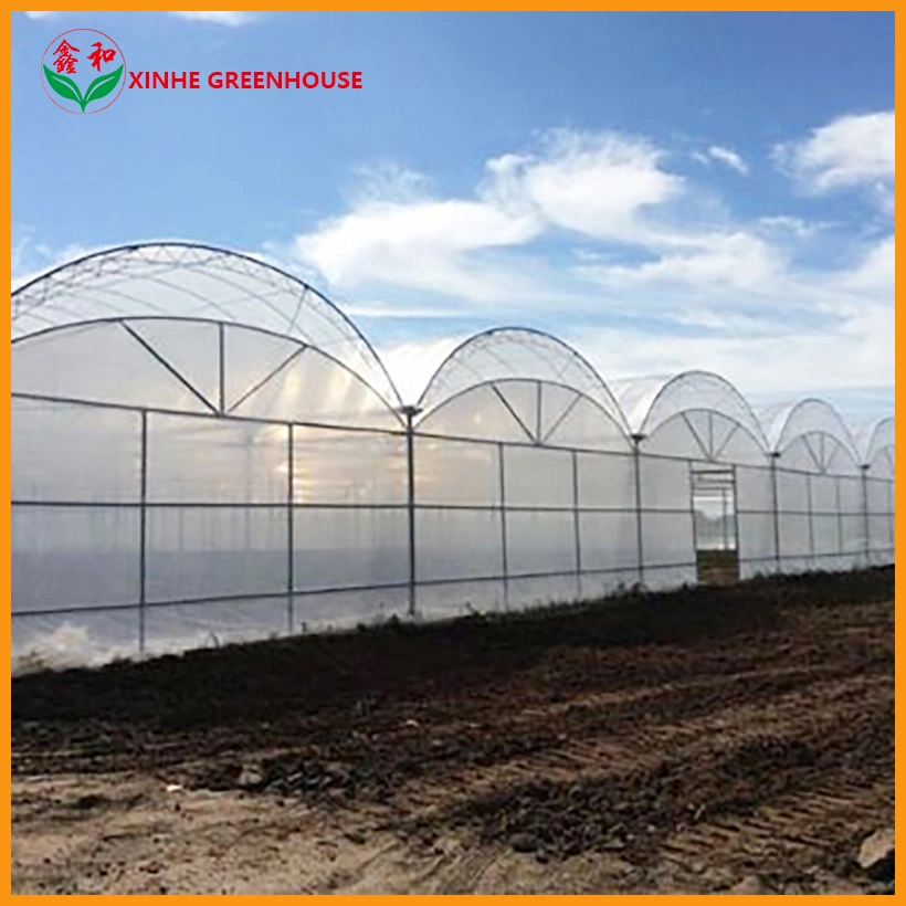 Plastic Greenhouse with Hydroponics System for Vegetables
