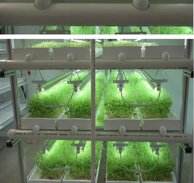 Indoor Vertical Hydroponics Horse Grass Growing Fodder Tray Plastic Microgreen Trough Barley Seed Starting Fodder Tray