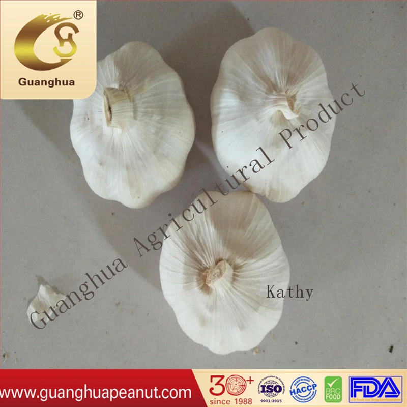 New Crop High Quality Pure White Chinese Garlic
