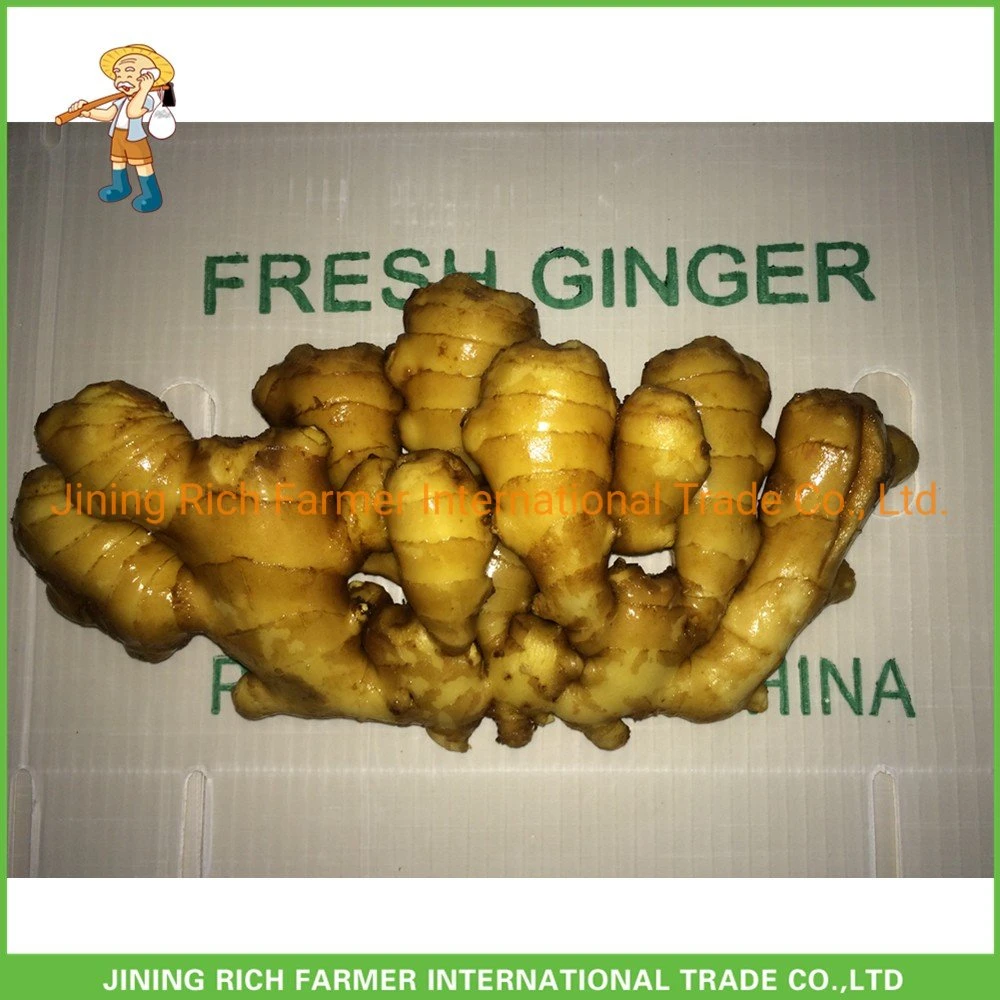 2022 Fresh Good Quality Export Wholesale Price Ginger