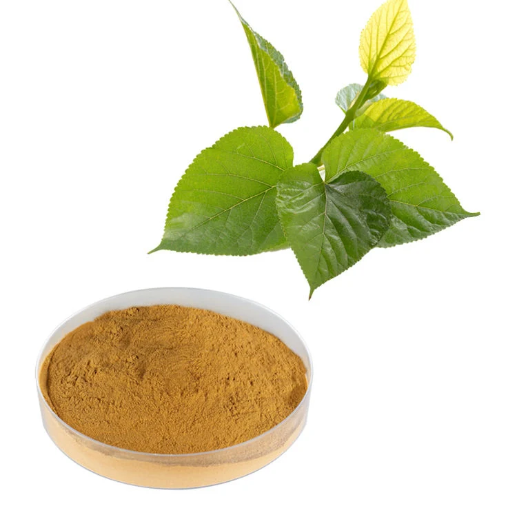 100% Natürliches Mulberry Leaf Extract Pulver 1-Dnj 1% Kräuterpflanze Maulbeerpulver