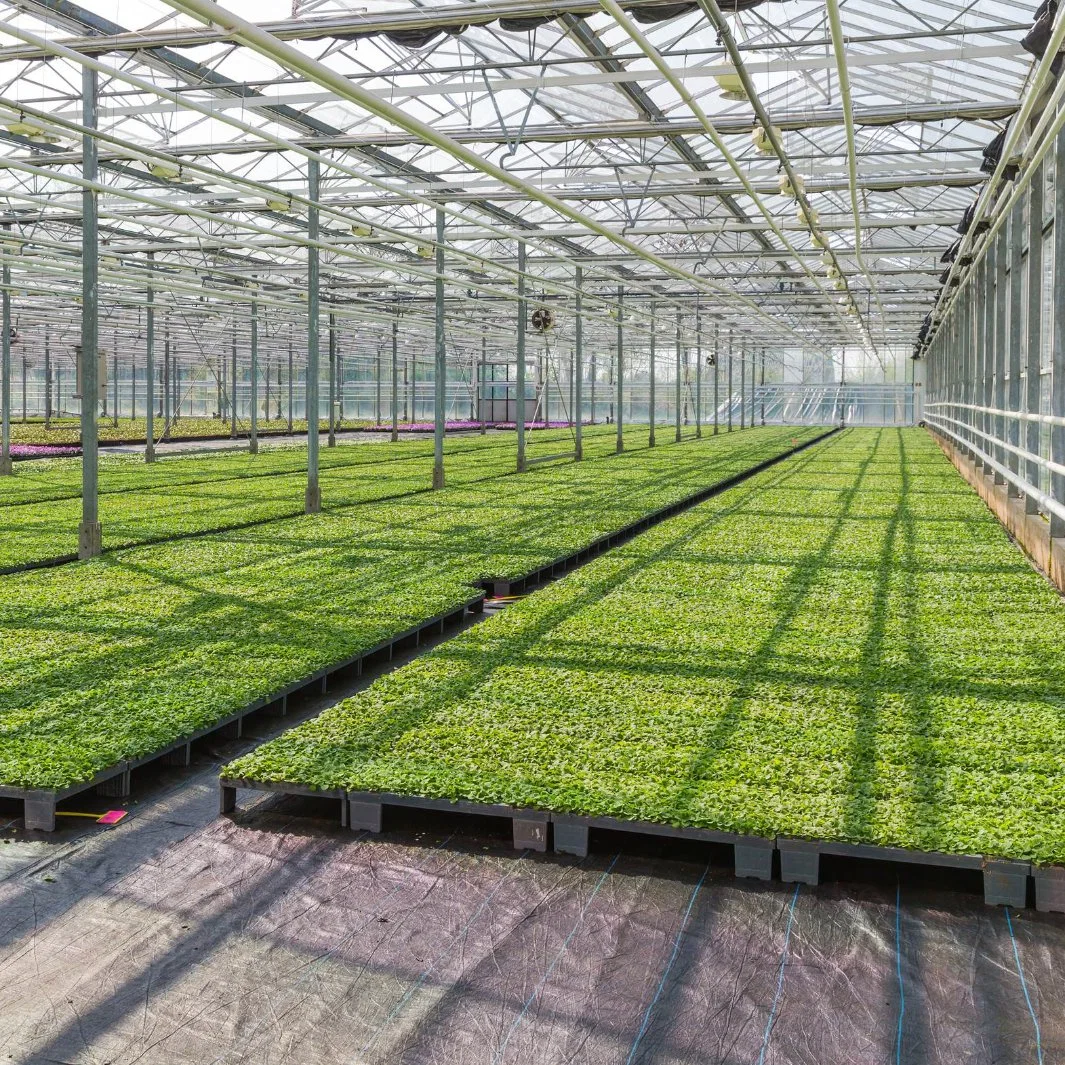 2023 High Performance Polycarbonate Greenhouse with Light Deprivation System