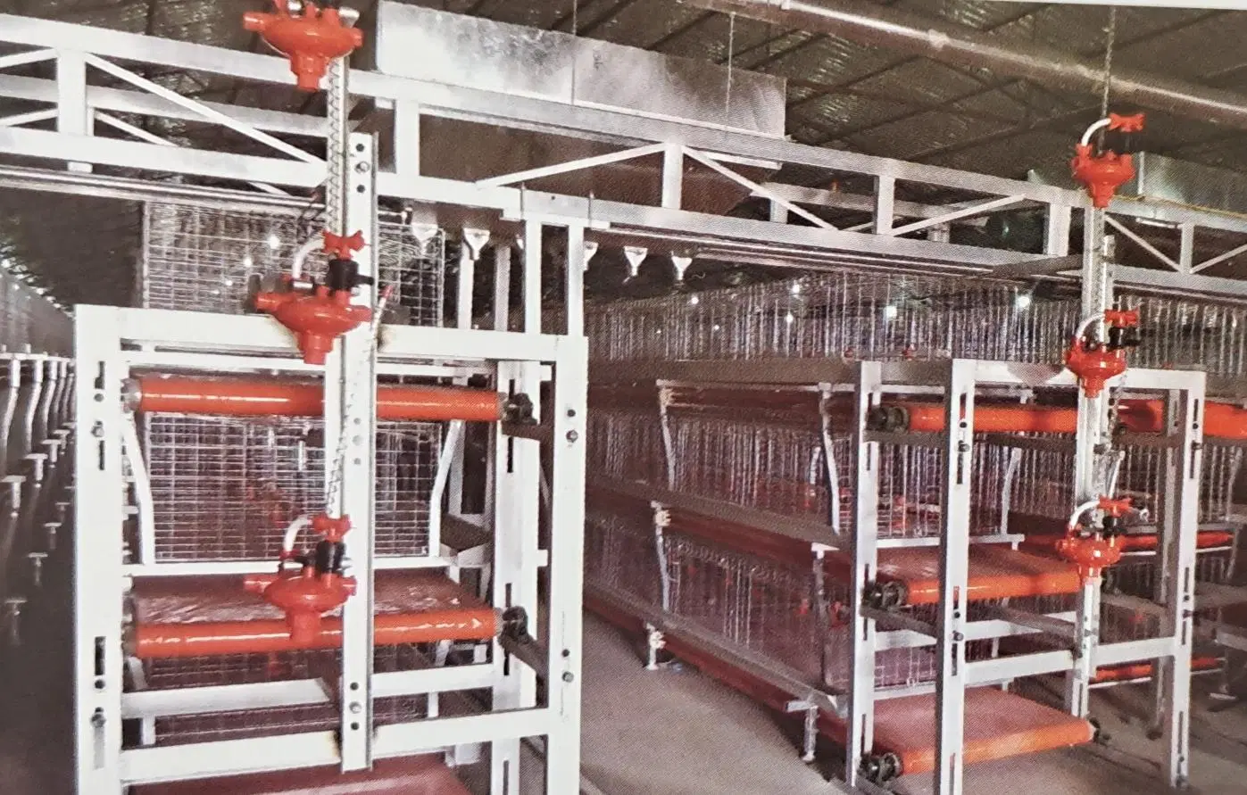 Tipo diferente do Cage/Animal Husbanfry Avícola Equipamento Frango/animais máquinas/equipamento/Quente Automática Galvanizado Granja Gaiola Aves /Htype