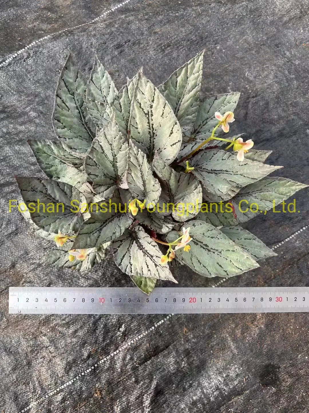 Begonia Rex Arctic Breeze natürliche Pflanzen Blumen und Blätter Import Aus China