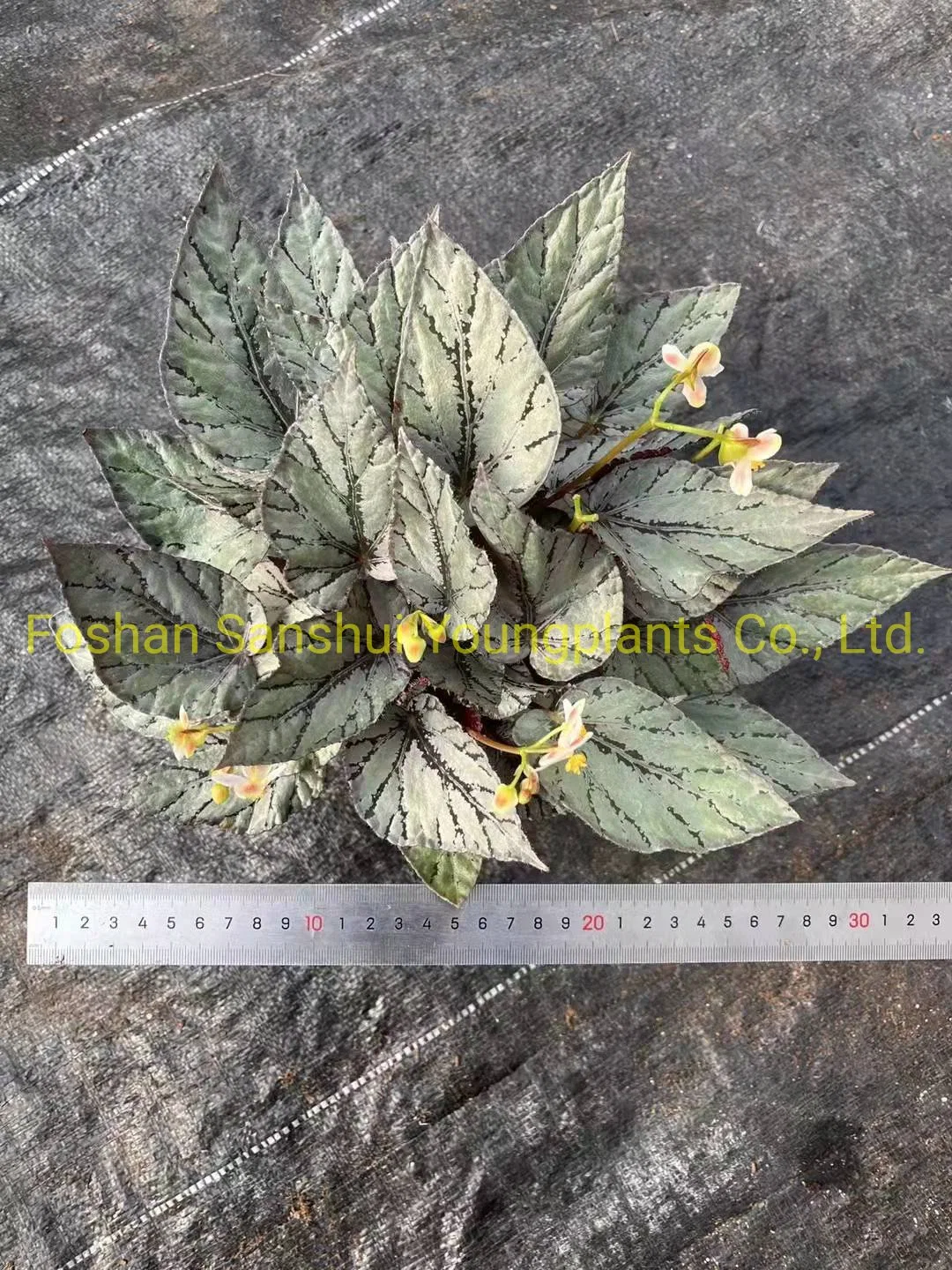 Begonia Rex Artic Breeze plantas Naturales Flor y Foliage importación Desde China