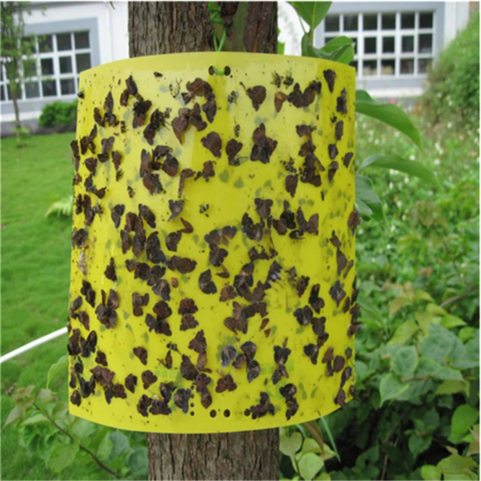 Zq- Yellow Glue Board Insect Killer for Pest Control