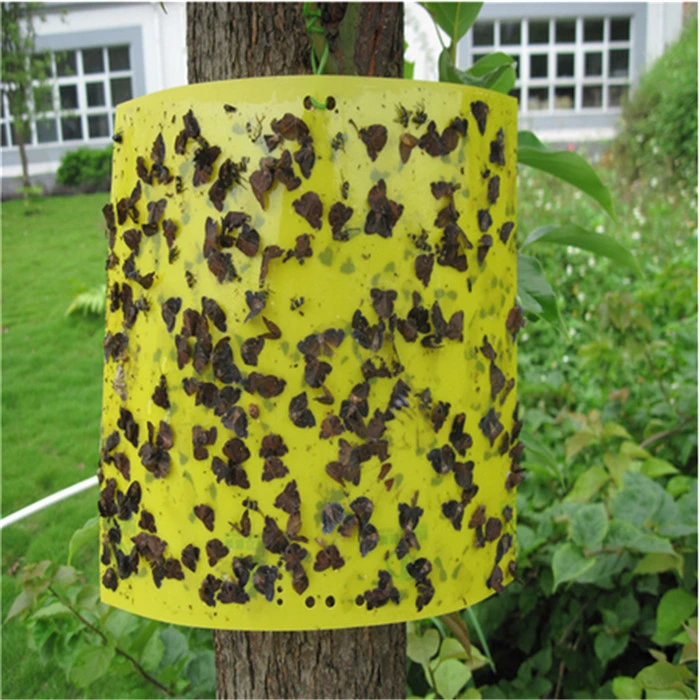 ZQ - Killer pour insectes de panneau de colle jaune pour lutte antiparasitaire