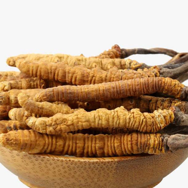 Cordyceps Militaris Mushroom Ophiocordyceps Sinensis Extract Powder for Mushroom Coffee