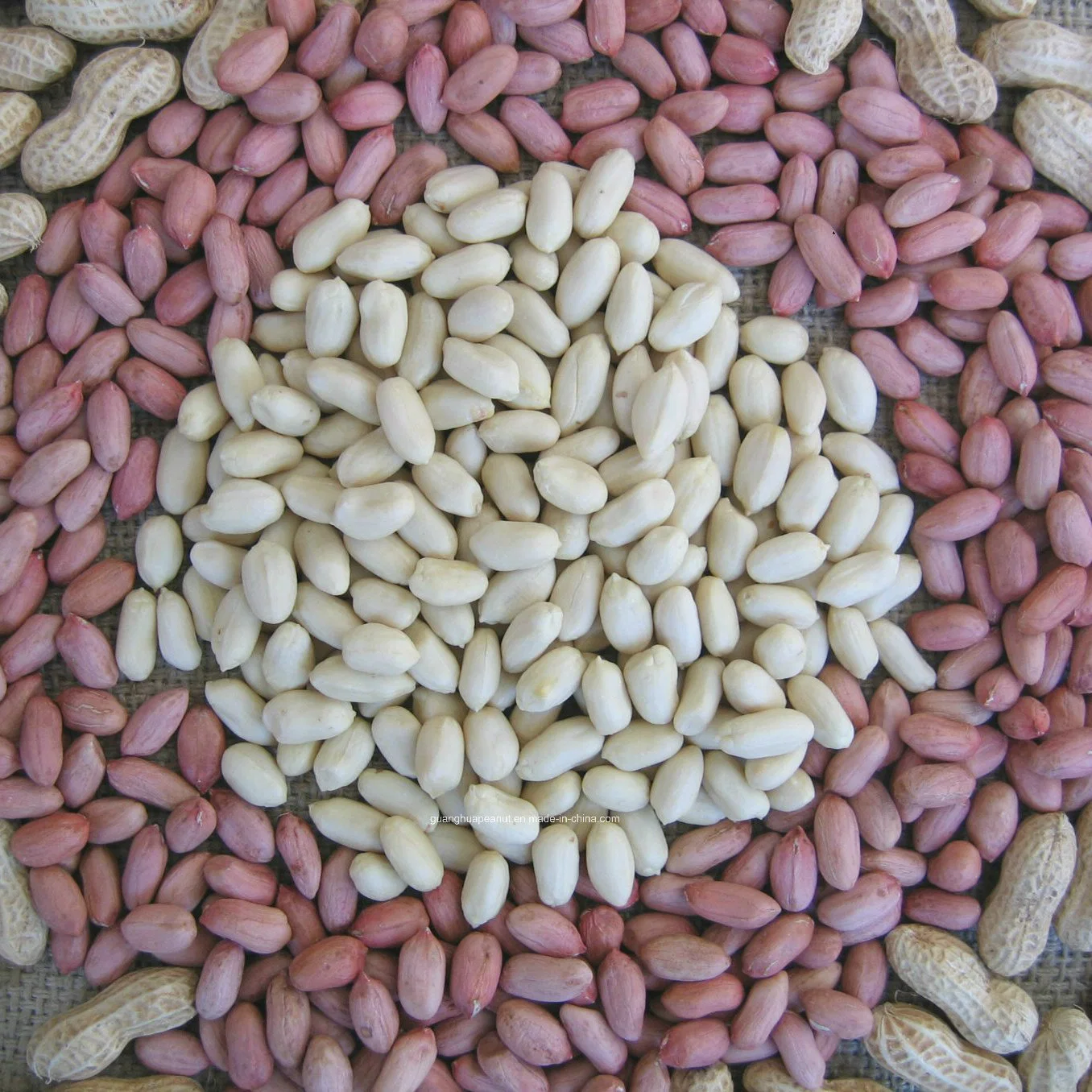 New Crop Long Type/Round Type Peanut in Shell From China