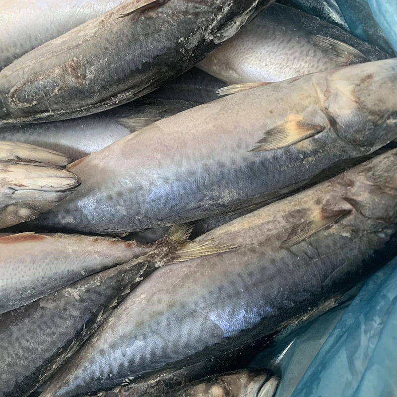 Pescado helado de japonicus de la Mackerel del Pacífico