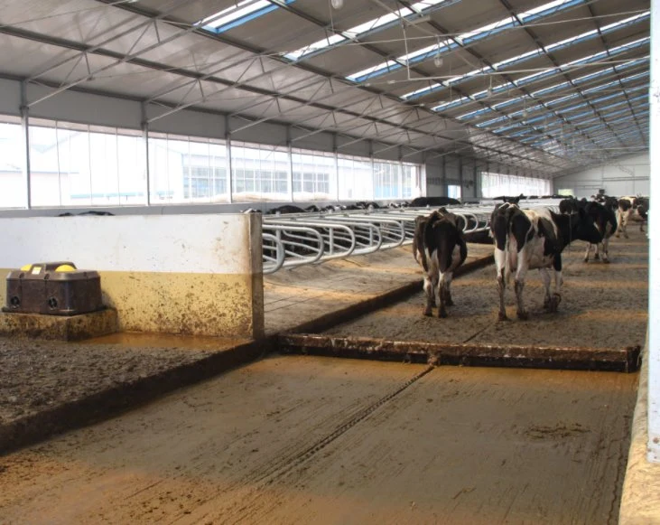 Cow or Cattle Farm Chain Drived by Motor Manure Scraper