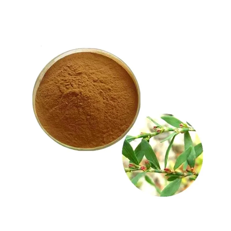 Usine fournir directement Herb Polygonum Aviculare Extract Chinese Herbal Medicine