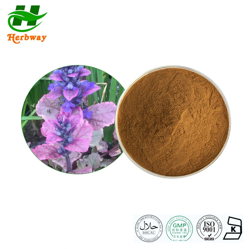 Improve Sleep Quality Free Sample Kosher Halal Fssc HACCP Certified Botanical Extract Ajuga Turkestanica Extract with Turkesterone 2%