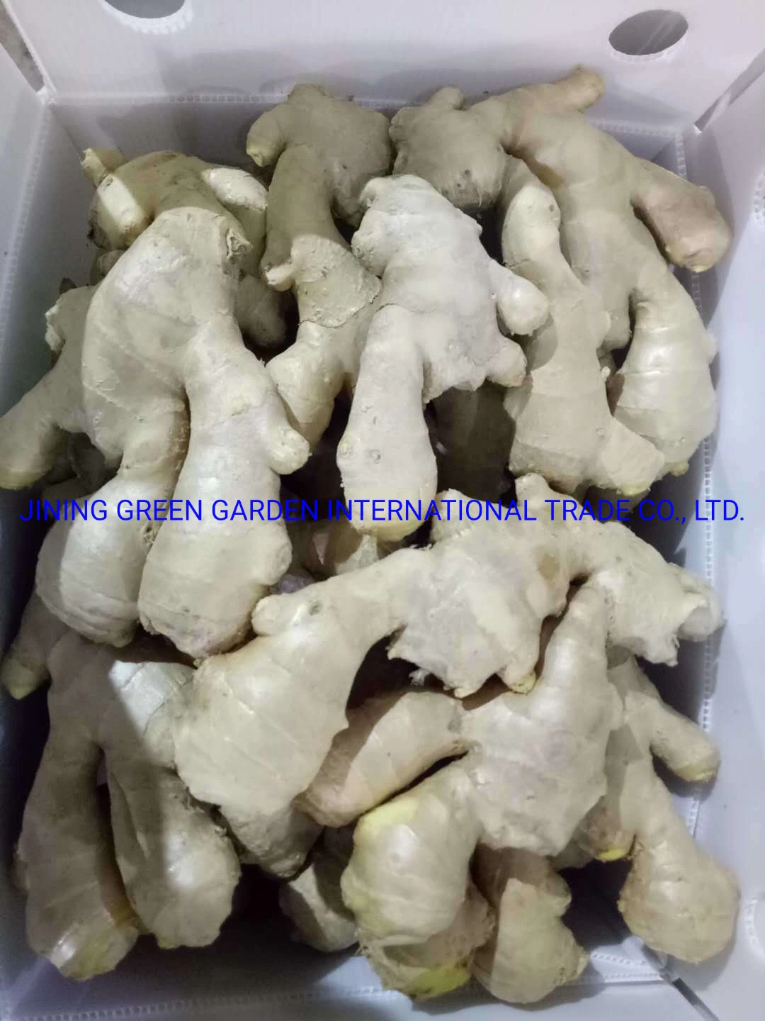 Air Dry Ginger, Fresh Dried Ginger Price Per Kg Dry Ginger Chinese Adrak Low Price New Crop High quality/High cost performance  Ginger Fresh for Wholesale/Supplier