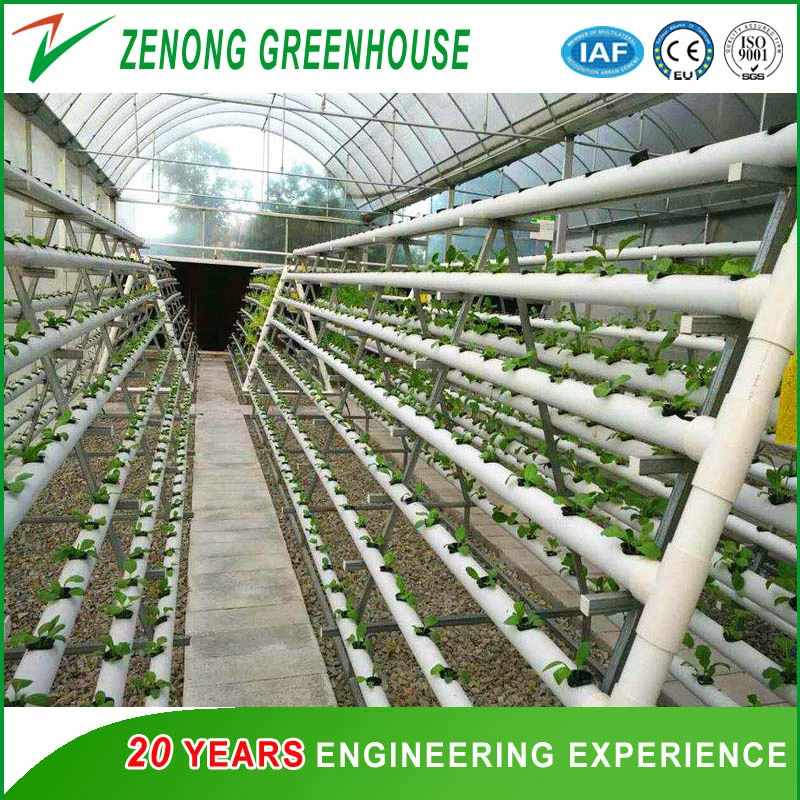 Multi-Span Film Agricultural Greenhouse for Large Scale Farming/Cultivation