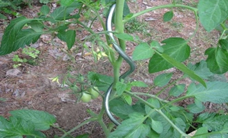 Tomate de metal espiral galvanizado alambre en espiral (AYW-004)