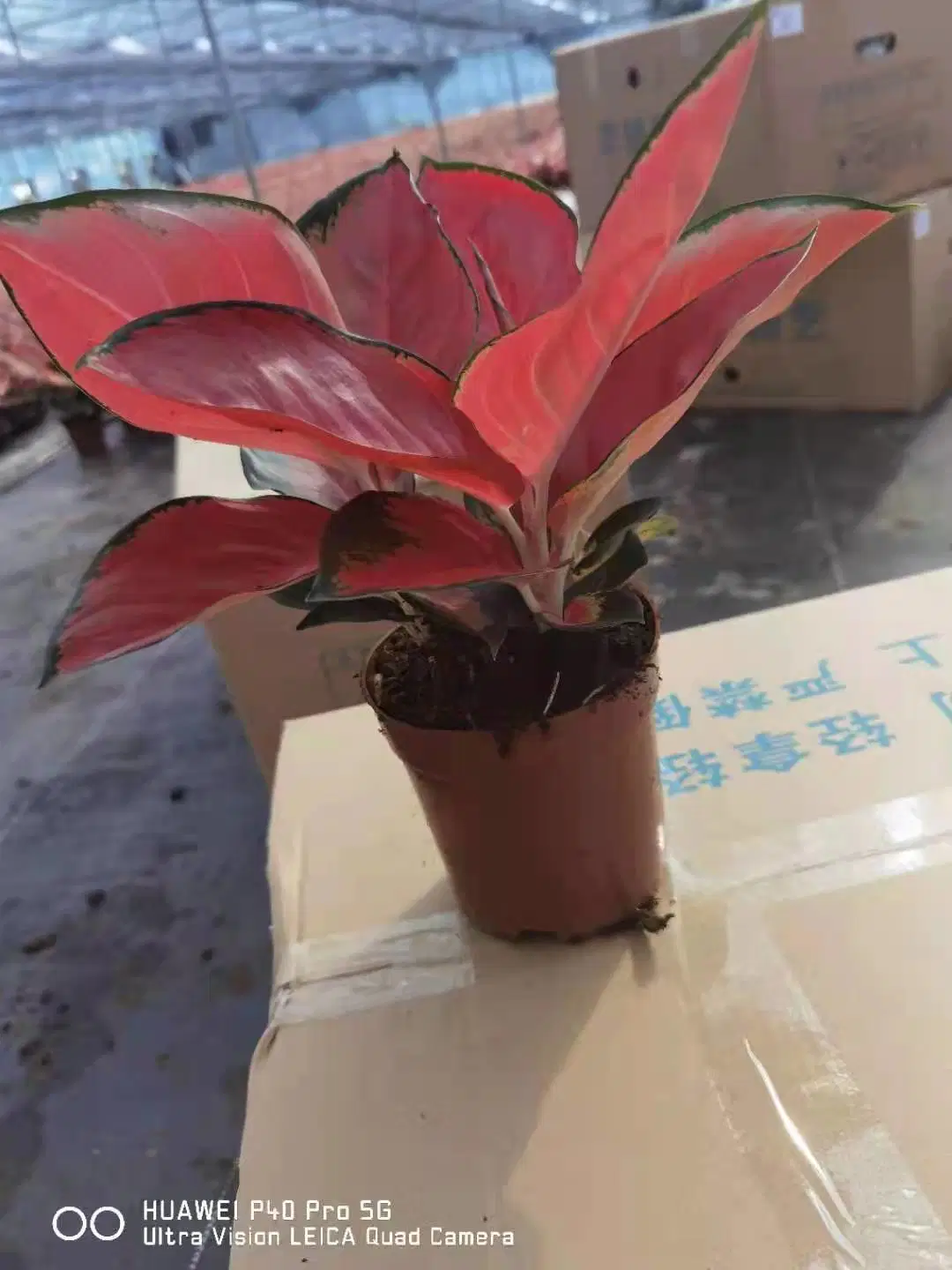 Super Red Suksom Jaipong Aglaonema Dongfanghong