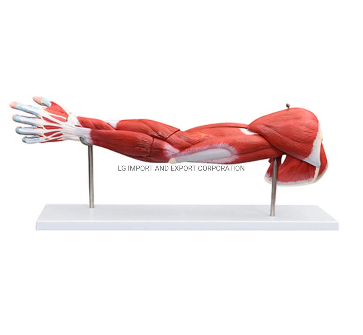 Les muscles des bras humain (7 pièces)