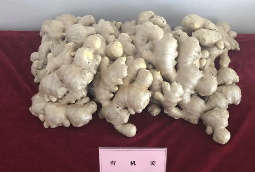 Chinese Selected Organic Yellow Air Dry Ginger Fresh Ginger Organic Garlic