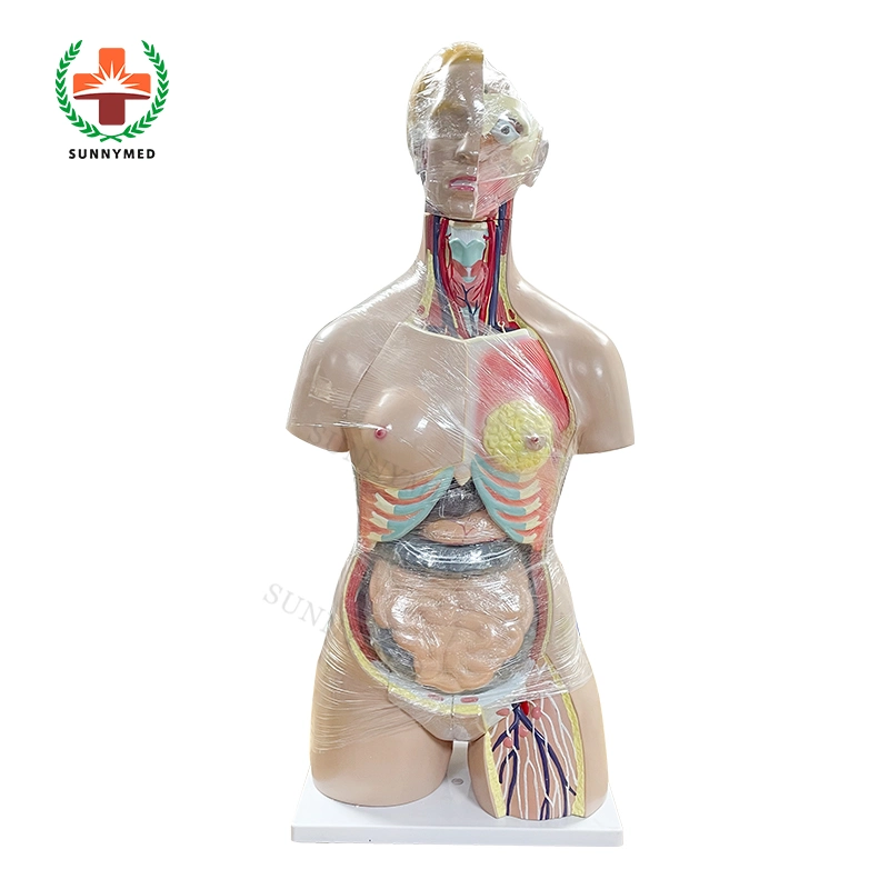 Sy-N01801 27 Teile 85cm PVC Training Human Dual-Sex Torso Modell &#160;