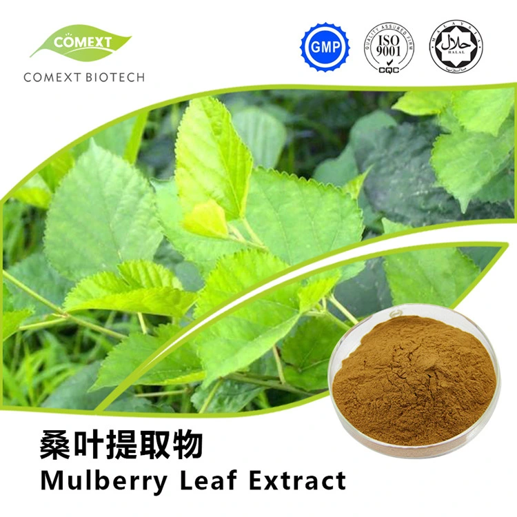 Comext China fabricante amostra gratuita 1%2%5%10% HPLC 1 - Deoxynojirimicina Dnj polissacarídeos em pó extracto de folhas de Morus Alba Branco Mulberry Para açúcar de sangue