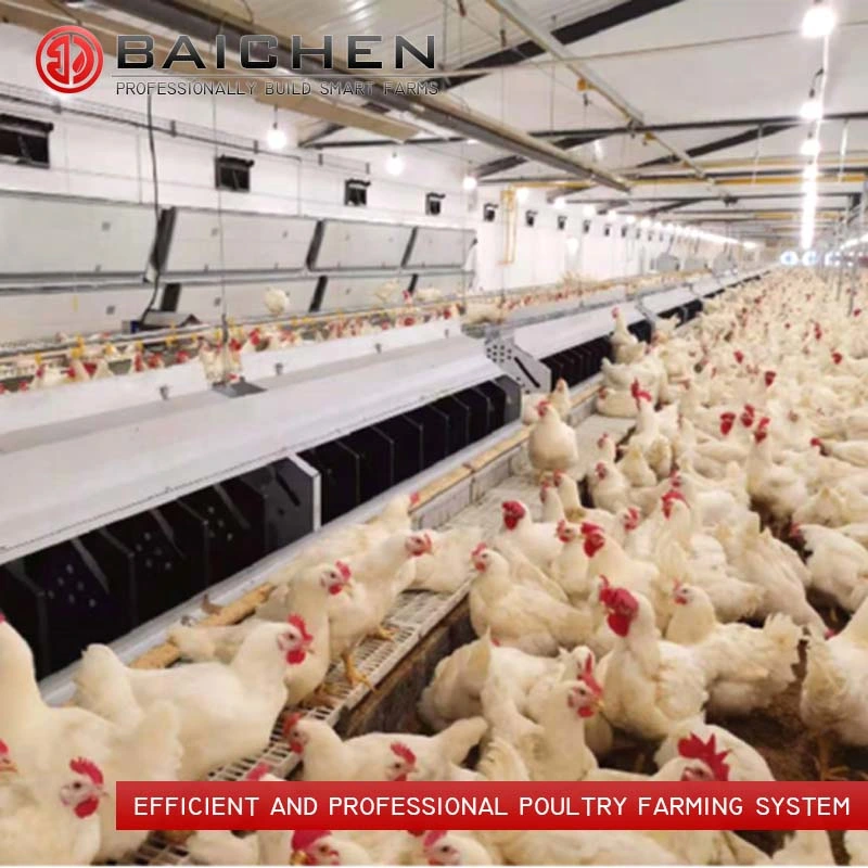 Animal Feeder Poultry Chicken Farming House Equipment for Breeder