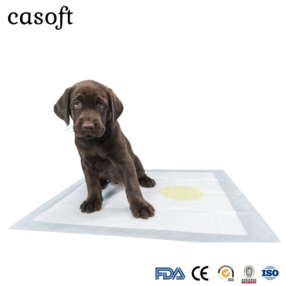 Hersteller Casoft Best Selling Training High Absorption Einweg Indoor Voll Größe Pet PISSE Pads liefern Japan Korea