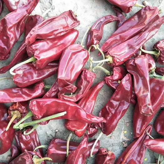 Chinese Paprika Chilli Wholesale/Supplier Dried Chili