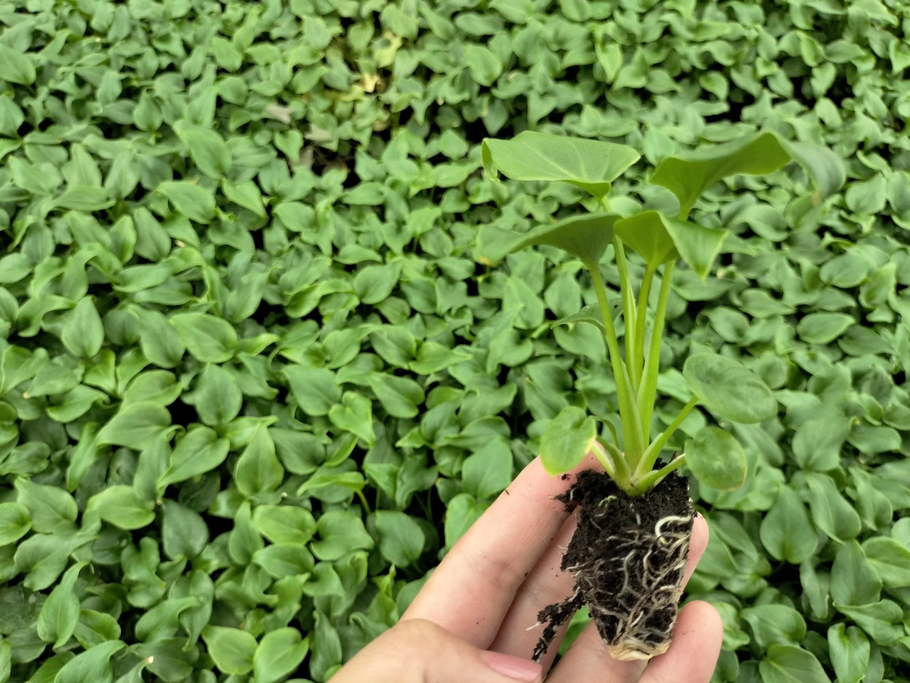 Philodendron Xanadu Wholesale/Supplier Natural Plants Import Export From China