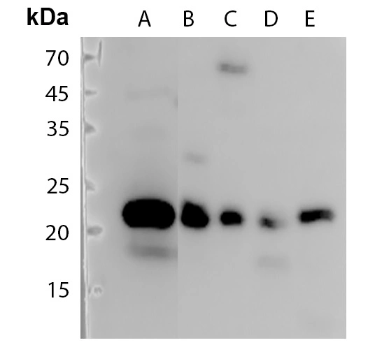 Histone H3 Polyclonal Antibody