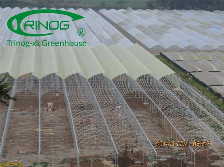 Multi-span Large Agricultural Cultivation Hydroponics System Film Greenhouse with Good Quality