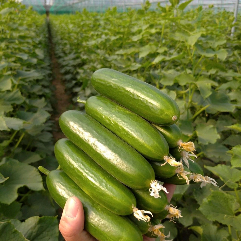 Semillas de hortalizas de alto rendimiento para el cultivo de semillas de Pepino de frutas