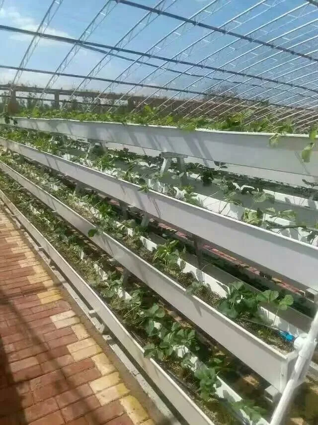 Nft Gully Hydroponic Greenhouse for Sale Growing System Strawberry Gutter